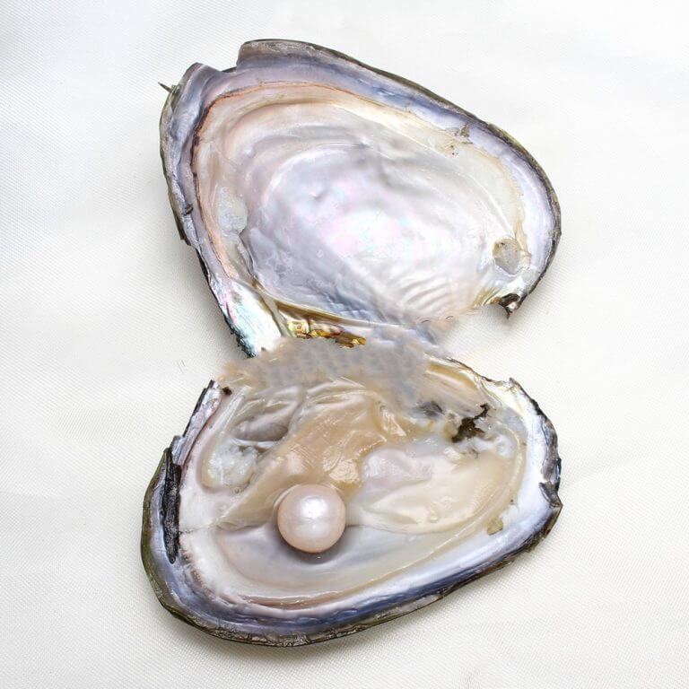 Freshwater Cultured Pearl Oyster, Shape Potato, 11-12mm, - FromOcean.com